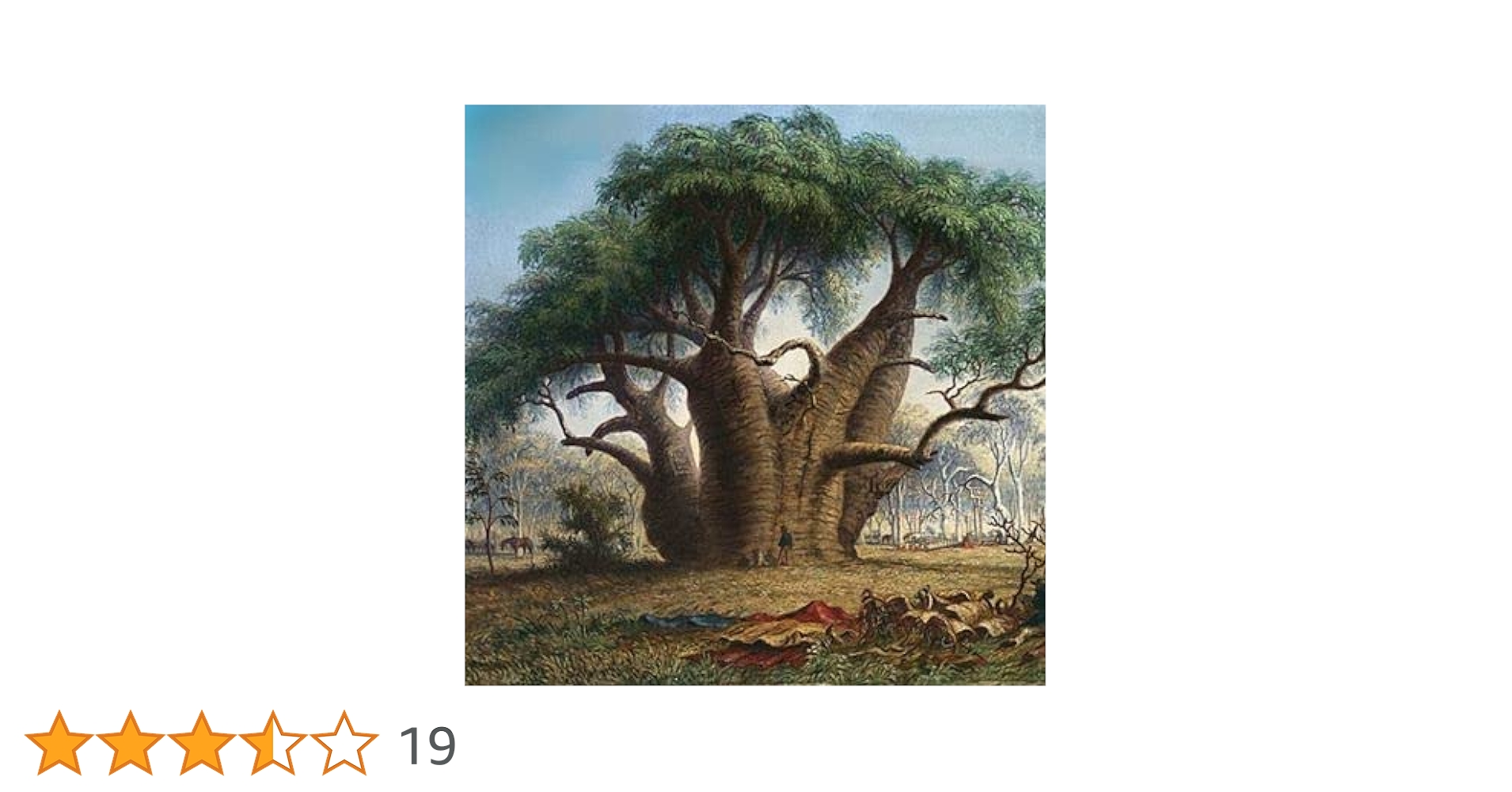 Amazon | 【種子】Adansonia Gregorii◇Baobab バオバブ