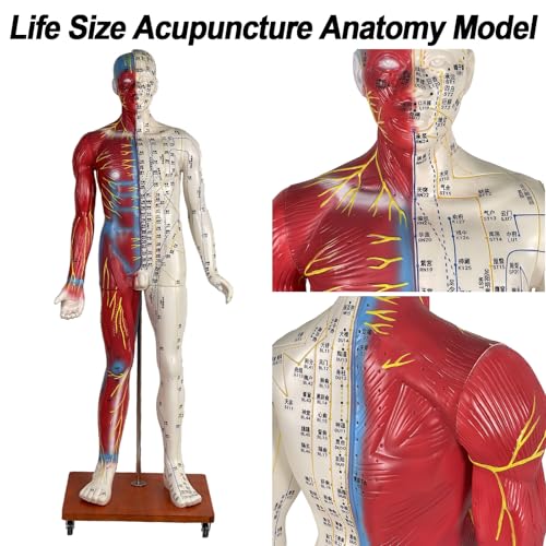 Model lalki do akupunktury – ludzki model anatomiczny naturalnej wielkości z instrukcją Acupoint do masażu i nauki akupunktury