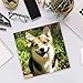 2020 Corgis Wall Calendar by Bright Day, 16 Month 12 x 12 Inch, Cute Dogs Puppy Animals Pembroke Welsh Cardigan Aborable