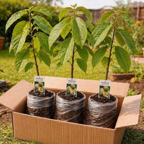3 Pawpaw Tree Live Plants (Asimina triloba) – 1-2 Feet