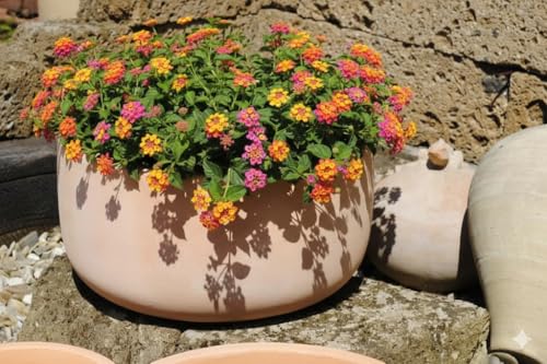 Pflanzschale Terracotta, 38 cm, frostfest