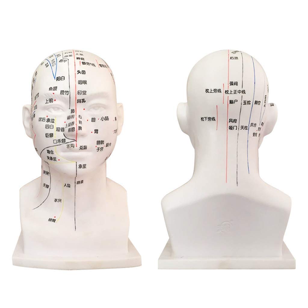 Modèle de tête d'acupuncture - Modèle de tête d'acupuncture 30Cm - Modèle d'acupuncture de tête Chinoise Points de Diagramme de méridiens du Corps Humain Acupuncture pour l'apprentissage des m
