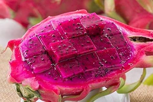 300 Seeds Red Dragon Fruit Seeds Thanh Long Pitaya Pitahaya Hylocereus Undatus Cactus Purple Dragon Fruit Pitaya/Pitahaya/Strawberry Pear #TOP2