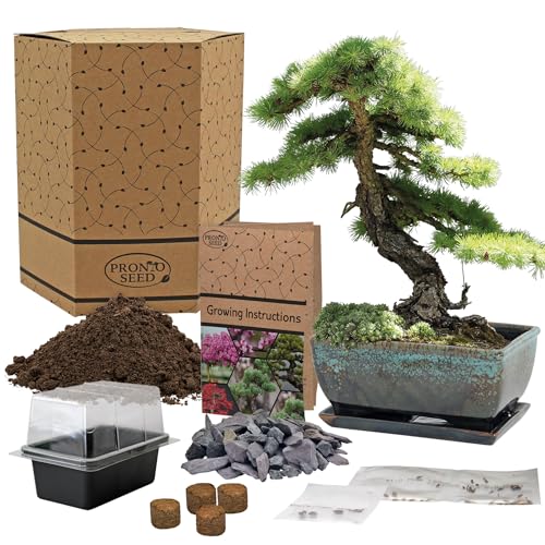 Pronto Seed Grow Your Own Bonsai Tree Kit with Glazed Ceramic Planter - Complete Indoor Growing Set with Pine, Sweet Gum & Red Bud Bonsai Seeds - Gardening Gift for Men
