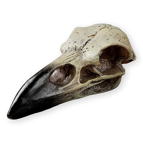 SHUS LIVE Halloween Raven Skull, Gothic Raven Decor Statue Animal Skull, Fake Bone Decor Crow Necklace Head Jewelry Pendant, Bird Skeleton Mask Crown, Witchy Gift for Men and Women (1 Pack)