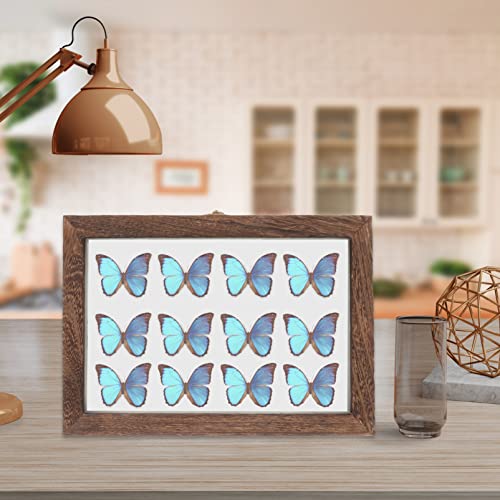 Cabilock Insect Display Case Wooden Bug Collection Box With Clear Eva Top Insect Shadow Box Insect Specimen Storage Box For Home #TOP7