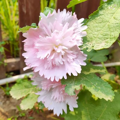 Semi di malvarosa-regali per gli amanti del giardino-decorazione soggiorno coltivazione-decorative resistenti in vaso-colorate decorazione da 250pcs