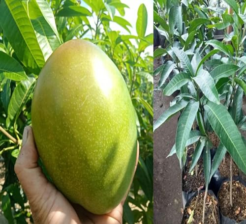 Image of Keitt Mango Hybrid 1 Live Plant (Grafted Plant, 2-3 Feet Height) Healthy For Home Garden PB 57