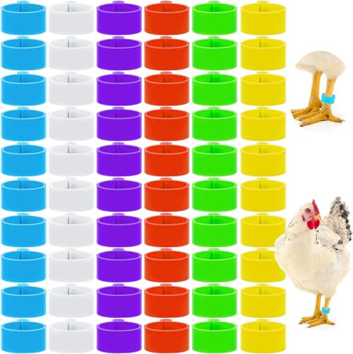 Bandas para patas de pollo de 16 mm y anillos multicolor para identificacion de aves de corral