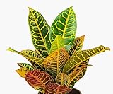 Planta Croton de Hojas Muy Coloridas Ideal en Interior y Exterior Resistente y Fácil de Cuidar - Maceta de Ø 14 cm