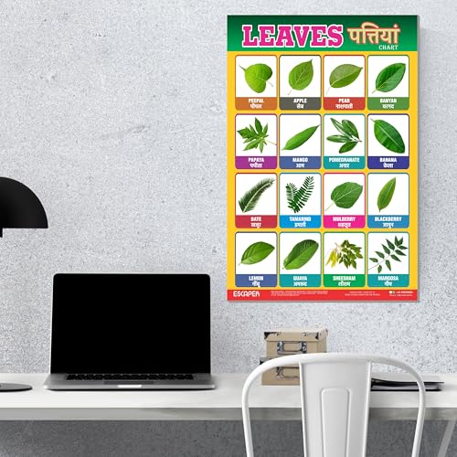 Image of ESCAPER Leaves Educational Charts for Kids, Charts for Kids Learning (11.5 x 17.5 inches), Kids Study Material, Kids Learning Books, Educational Posters