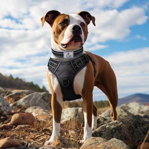 Joytale Halsband Hund, Weich Hundehalsband Gepolstert Neopren Hunde Halsband für Mittelgroße Hunde, Nylon Reflektierend Breit Halsbänder, Schwarz