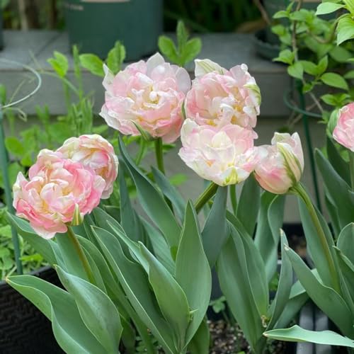 bulbi di tulipano selvatico - giardino roccioso resistenti decorazioni esterni tappezzante crescita 2pcs