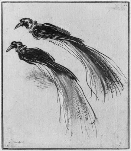 Cuadro de Rembrandt de aves a tinta y lavado en papel de 60x90cm