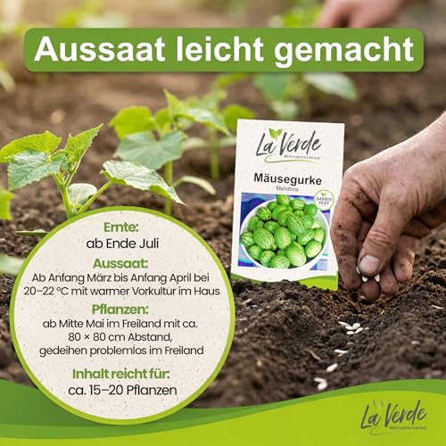 La Verde MEIN GARTEN UND ICH. Mäusegurke Samen für ca. 20 Pflanzen, exotische Klettergurke, erfrischend und vielseitig, Saatgut ohne Gentechnik