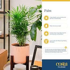 Costa Farms Parlor Palm, Neanthebella, Easy to Grow Houseplant Potted in Décor Plant Pot, Everyday Gift for Mom, For Wife, From Daughter, Son, Room or Home Decor, 1 Foot Tall Costa Farms Parlor Palm Neanthebella Easy to Grow Houseplant Potted in Decor Plant Pot Everyday Gift for Mom For Wife From Daughter Son Room or Home Decor 1 Foot Tall