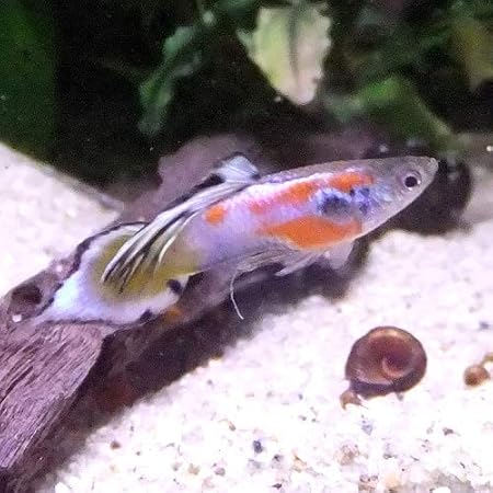 Amazon 熱帯魚 ピクタスキャット 約8 10cm 1匹 生体 観賞魚 水中生物 通販