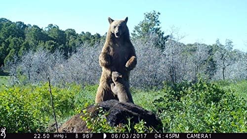 Trail camera image of a bear and cub