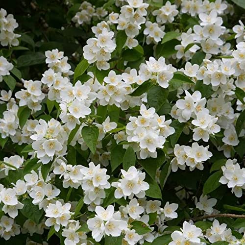 Chuxay Garden 20 Seeds Philadelphus Coronarius,Mock Orange,Sweet Mock Orange,Fragrant Mockorange Hardy Deciduous Shrub Fragrant High Germination Rate #TOP4