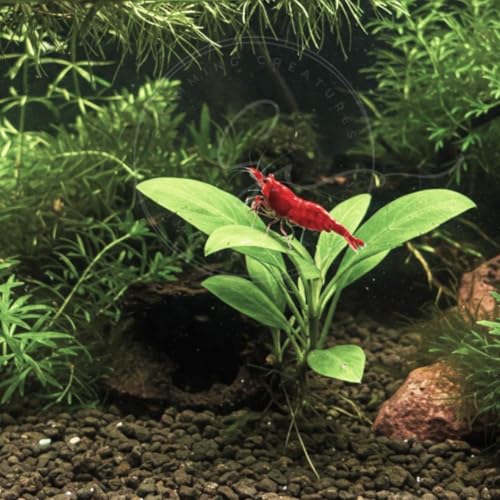 Image of Swimming Creatures Freshwater Aquarium Shrimp - A Perfect Combo to Brighten Your Aquarium! (20 RED Cherry + 1 Mystery Snail)