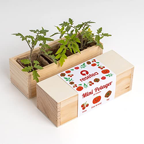 Resetea | Kit de plantation | Mini Potager | Tomates | Cerise, cœur de bœuf et raf