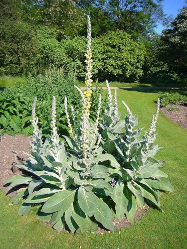 Denseflower Yellow Mullein Verbascum densiflorum Medicinal Tea Herb Premium Seed Packet for Planting