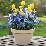 DUTCH BULBS EXCLUSIVE PLANTS FROM HOLLAND