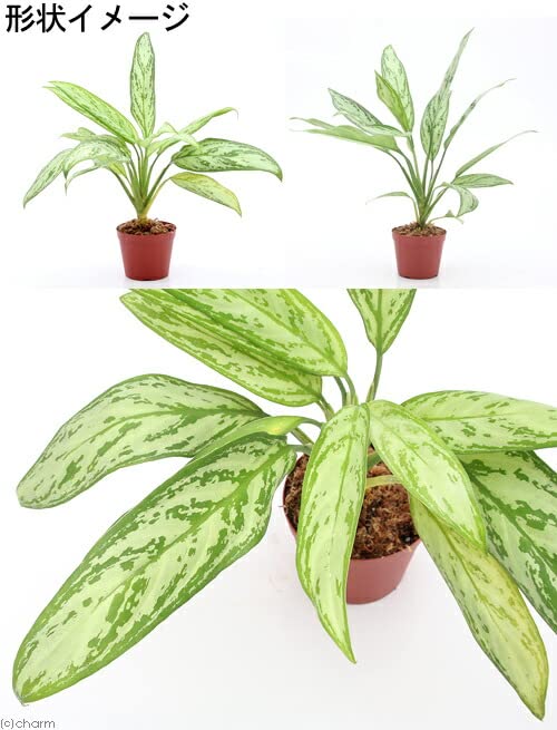 Amazon｜（観葉植物）アグラオネマ シルバークイーン 4号（1鉢