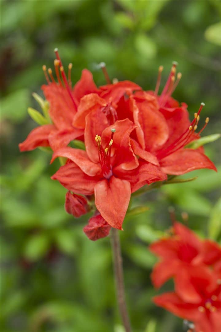 Azalia Rhododendron luteum Royal Command 60 cm pień mrozoodporny | Jasnożółty kwiat, pachnący, łatwy w pielęgnacji, idealny jako pasjans, przyciąga wzrok w grządce, wytrzymały, trwały