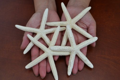 4 Pcs White Pencil Starfish Star Sea Shell Wedding Craft 4