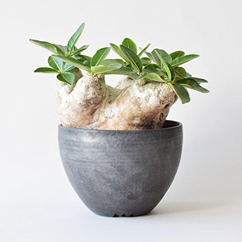 Amazon.co.jp: 272.パキポディウム・ホロンベンセの種子（Pachypodium