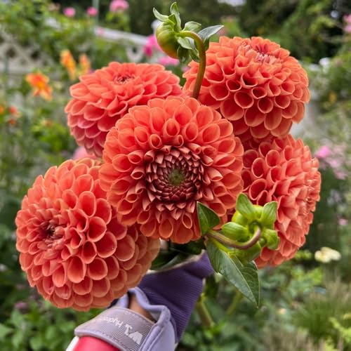 Bulbos de dalia, en resistentes Las de jardín son perennes resistentes para balcones 8pcs