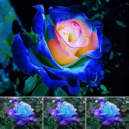 Seed House-KOUYE 50pcs Rose Seeds, Climbing Rose Alchemist Flower Seeds Seed Hardy Perennial
