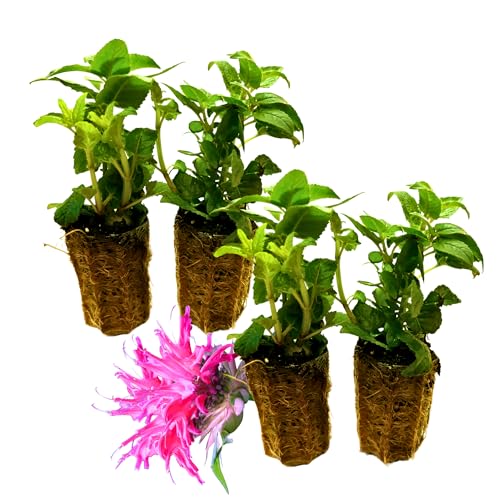 Set of 4 Live Flowering Bee Balm Plants – Vivid Pink Color - Monarda 'Bubblegum Blast...