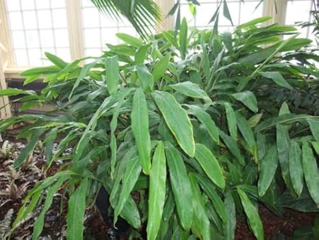 Amazon Elettaria Cardamomumカルダモンゴマ種子 花 Amazon Elettaria Cardamomumカルダモンゴマ種子 花