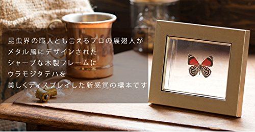 Amazon.co.jp: 蝶の標本 ウラモジタテハ ライトフレーム メタリック調