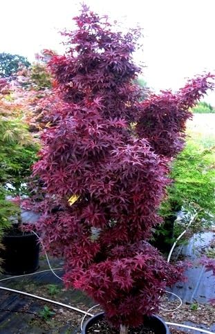 Miniatura 2 de Twombleys Red Sentinel Japanese Maple 2 - Año Árbol vivo