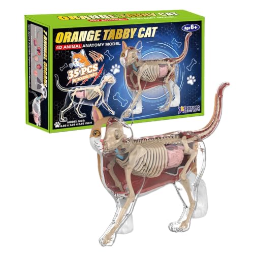 Modèle d'anatomie de chat puzzle 4D pour réviser les examens à la maison