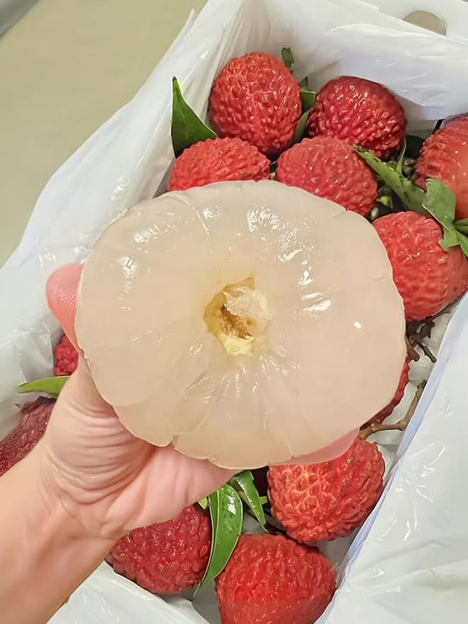 Image of G- All-Time 12 Months Hybrid (GRAFTED) Live Fruit Plant Original & Authentic Organic Tree for Outdoor Fast-Growing Fruit Plant Home Gardens Sweet Healthy Plant Pack Of-1 (Litchi Fruit Plant, Medium)