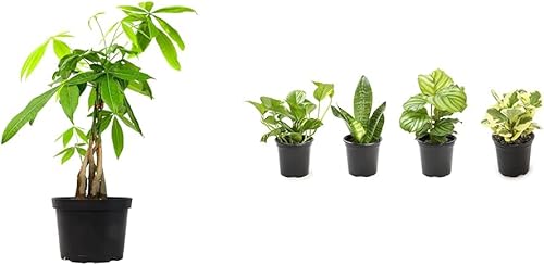 Miniatura 10 de Plantas de árbol de dinero para interiores decoración de plantas de dinero chinas árbol de bonsái decoración de Feng Shui plantas de casa para