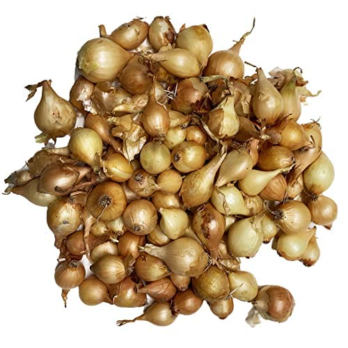 Yellow Onion Sets for Planting - Grow your own onions.