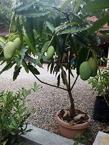 GLOBALPLANTS HIMSAGAR MANGO GRAFTING LIVE PLANTS /FRESH AND HEALTHY PLANTS (B0B5H752JZ) Amazon Price History, Amazon Price Tracker