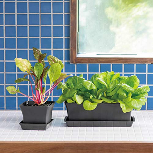 Amazon | リッチェル (Richell) プラスチック鉢 ベビーリーフ