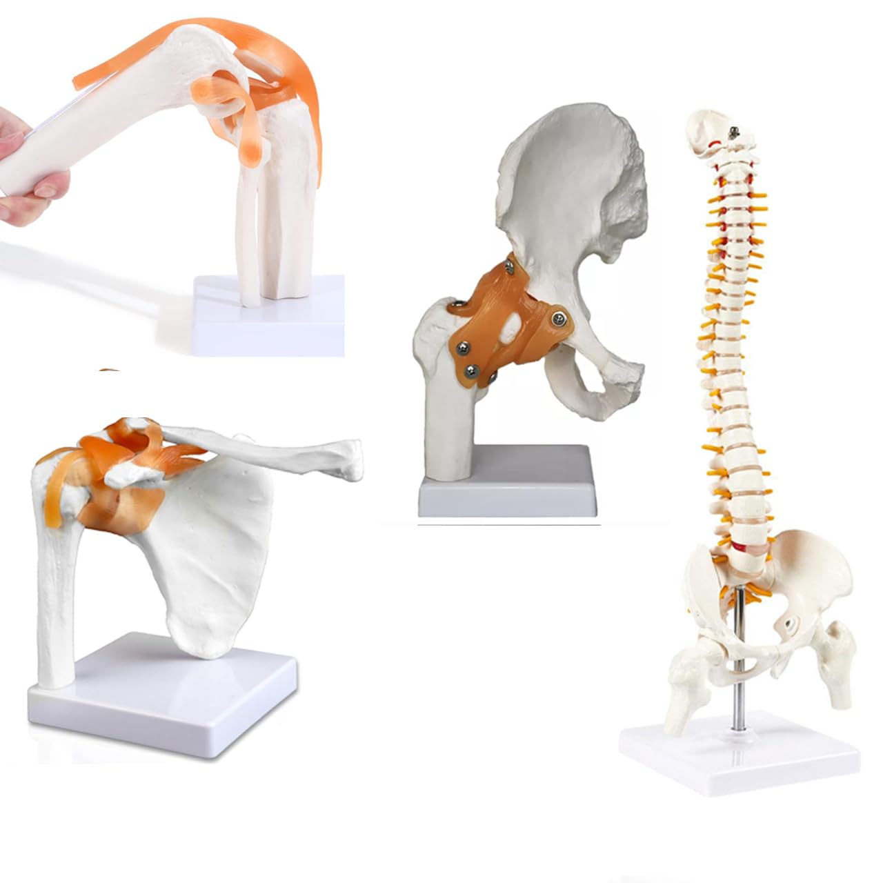 See full amazon price history chart for Myaskro® Anatomical Joints Models Bundle - Knee, Shoulder, Hip and Spine Model (Set Of 4) | Precise And Accurate Anatomical Details Myaskro® Anatomical Joints Models Bundle - Knee, Shoulder, Hip and Spine Model (Set Of 4) | Precise And Accurate Anatomical Details (B0CNQ8GCP5) Amazon Price History, Amazon Price Tracker