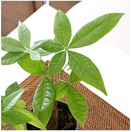 Amazon 観葉植物 パキラ 3号 1ポット 草 Amazon 観葉植物 パキラ 3号 1ポット 草