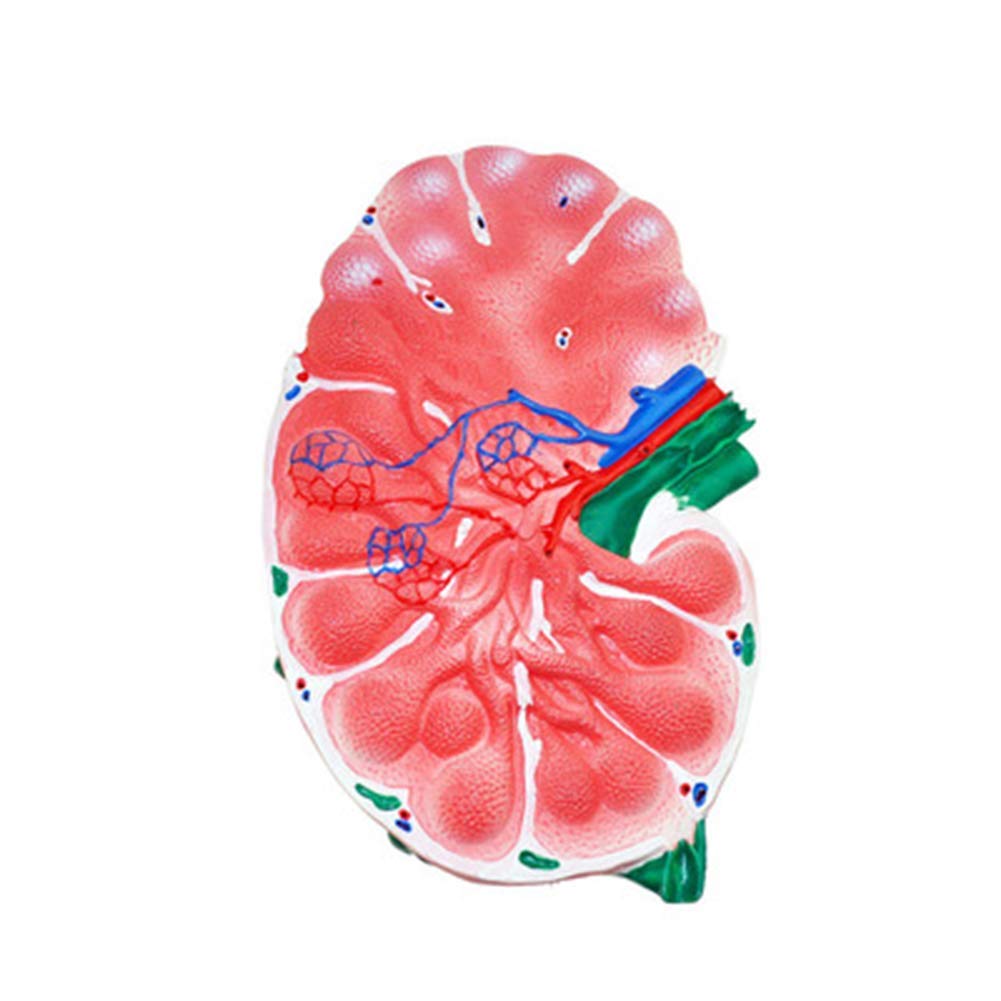 Amazon.co.jp: リンパ節の拡大モデル、リンパ節の働きを理解する