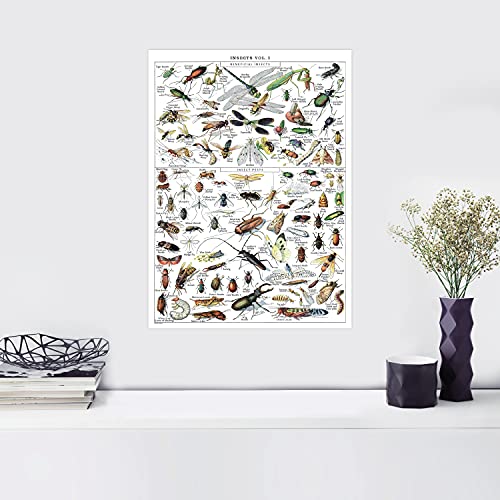 Palace Learning Vintage Insect Poster Print - Entomology Identification Reference Chart Volume 1 (Laminated, 18" X 24") #TOP5