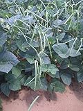 David's Garden Seeds Southern Pea (Cowpea) Texas Cream 40 3481 (Green) 100 Non-GMO, Heirloom Seeds