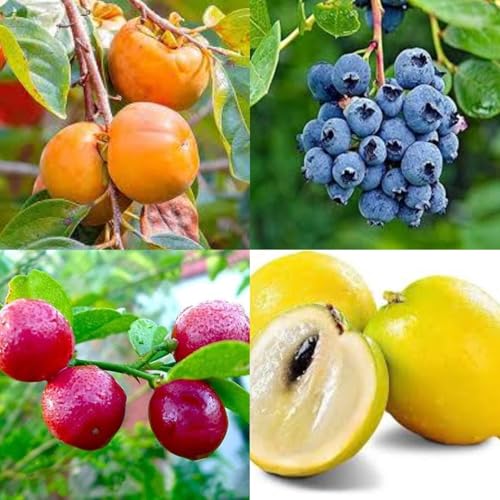 Image of Hybrid Fruit Plants Combo Pack, 4 Varieties, Persimmon, Blueberry, Abiu, Red Lemon, 1 Plant Each, Polybag