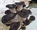 Pleurotus ostreatus Oyster black Chines Mushroom / Mycelium Spores Spawn Dried